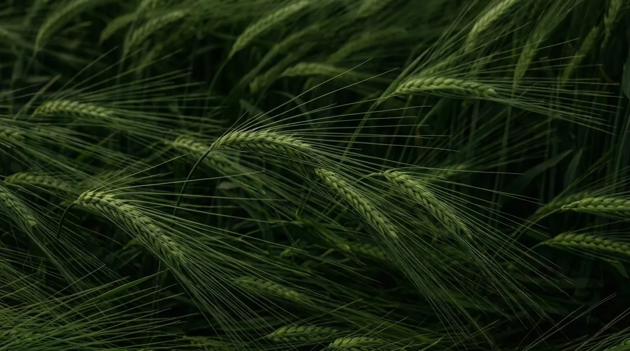 Barley 03, Nature background