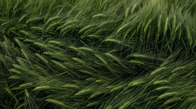 Wind-Combed Barley