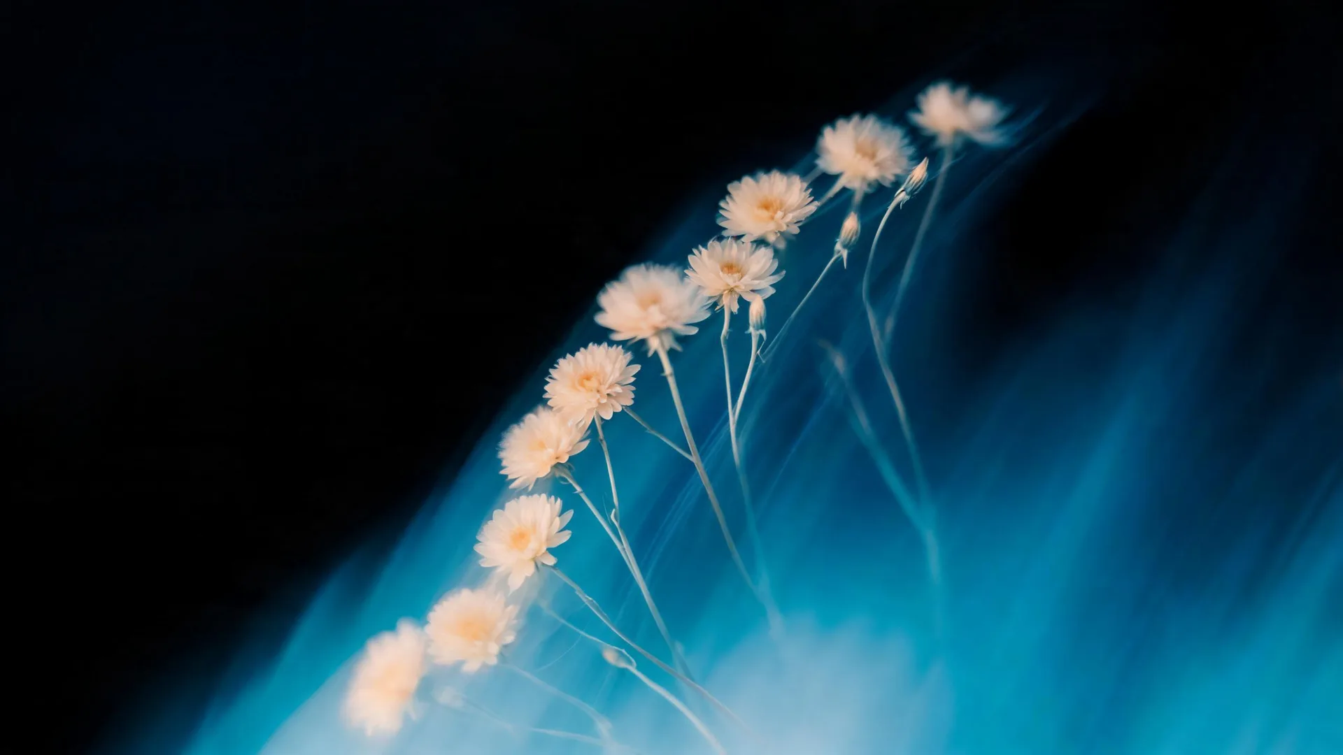 Blue Blurred Flowers Azure 4, Neon background