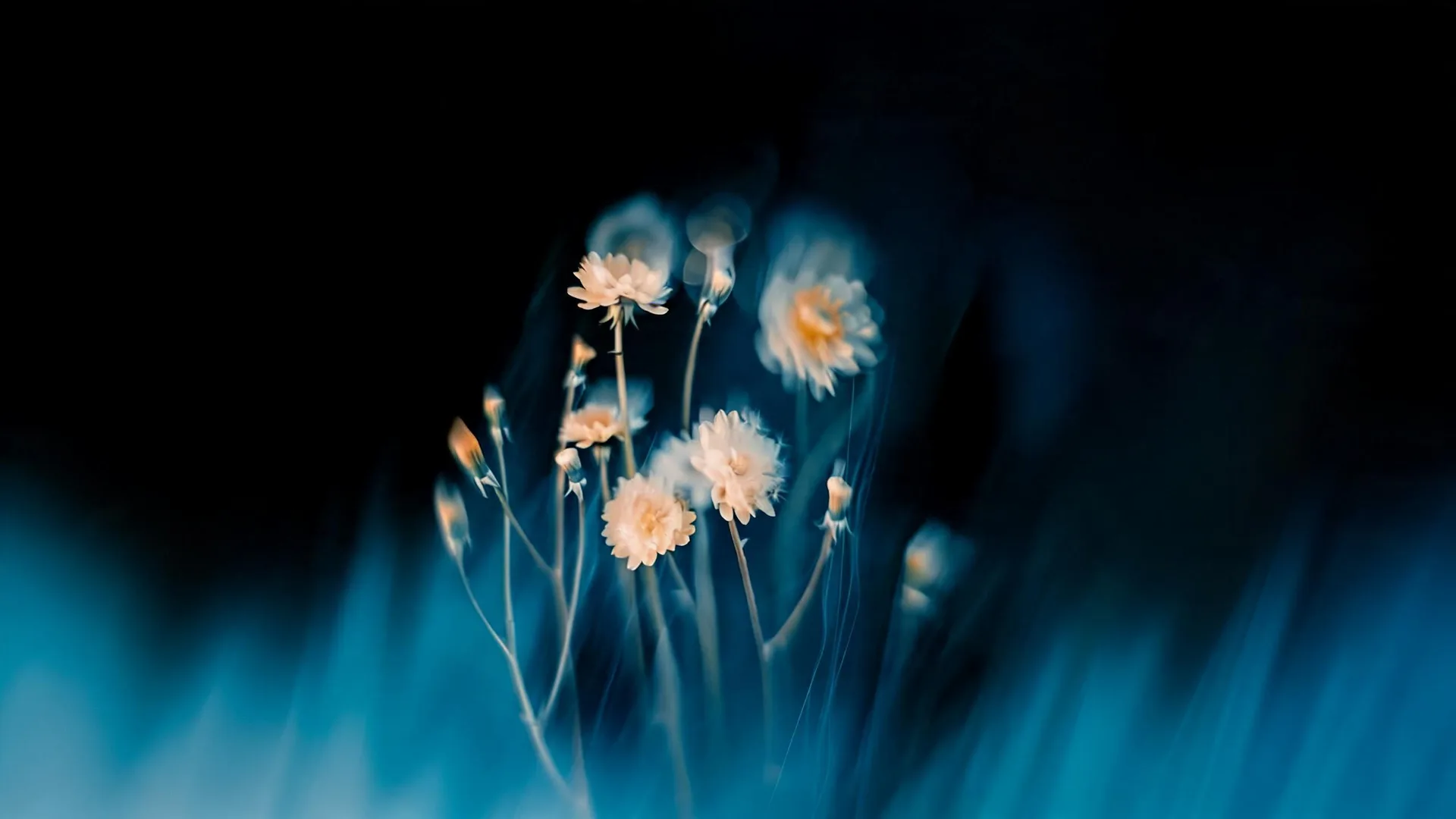 Blue Blurred Flowers, Neon background