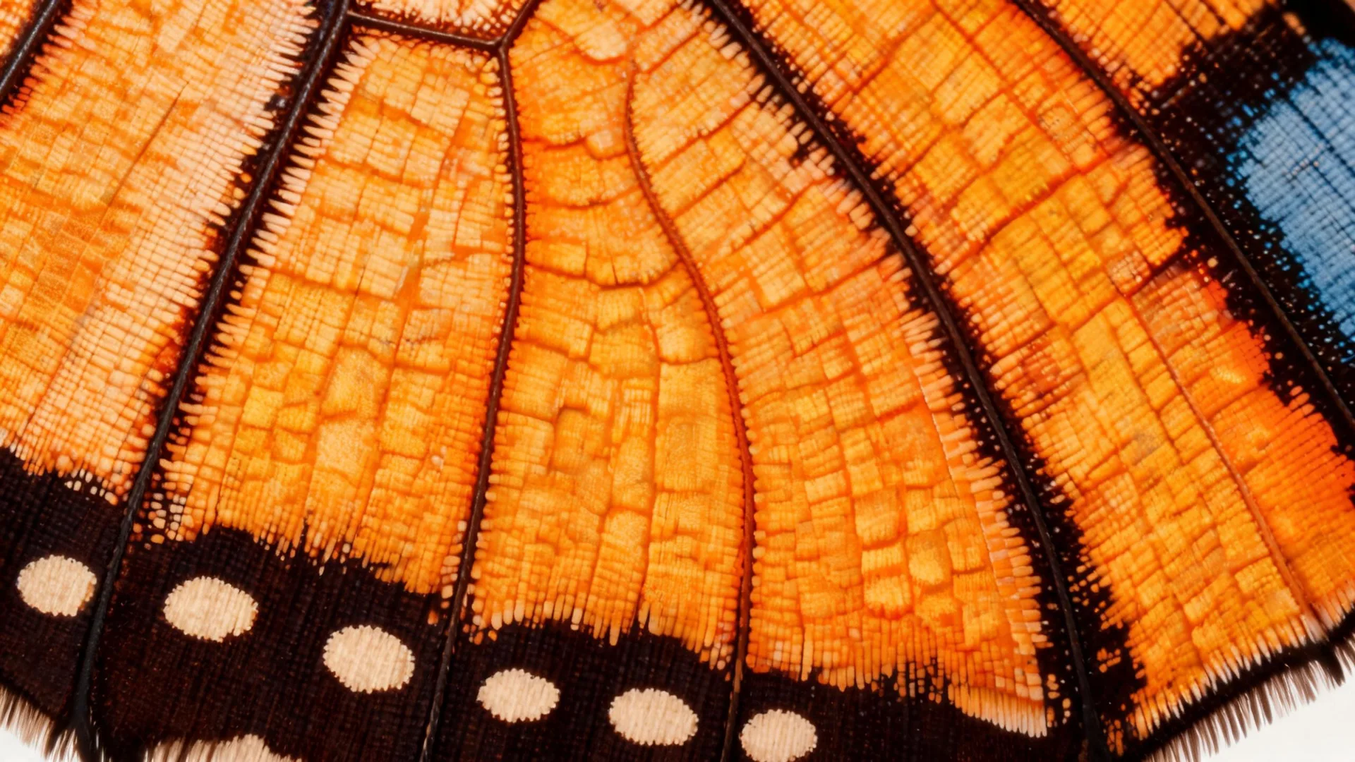 Butterfly Wing Macro Amber 2, Nature background