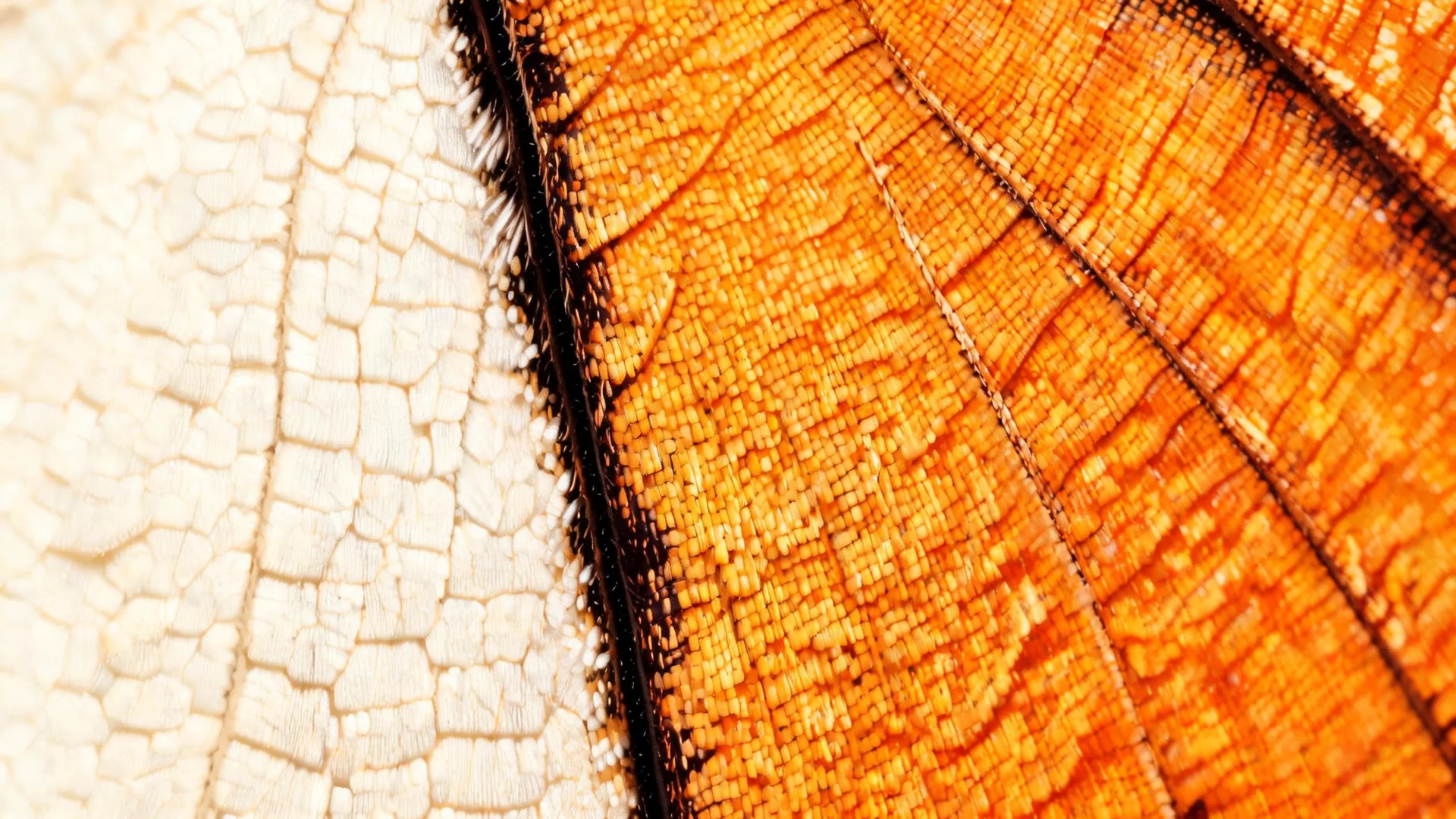 Butterfly Wing Macro Gold, Nature background