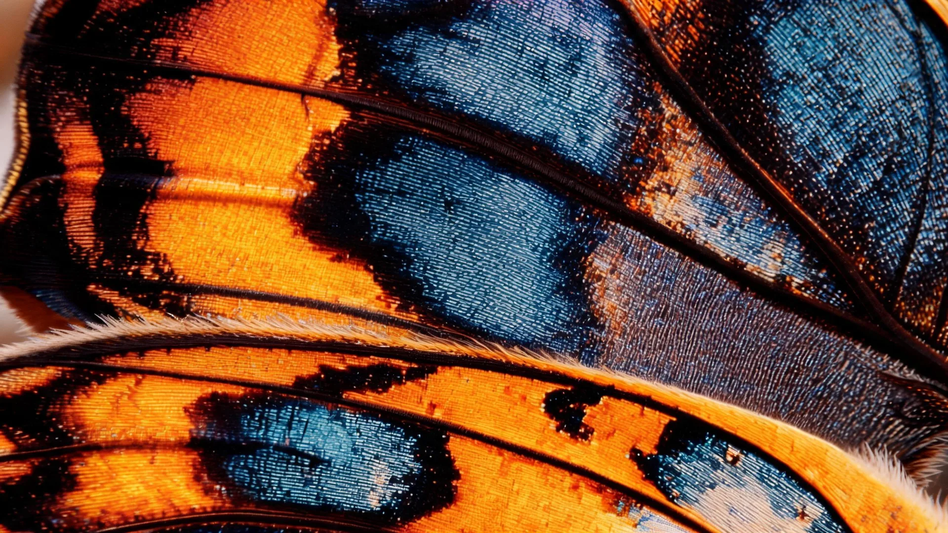 Butterfly Wing Macro, Nature background