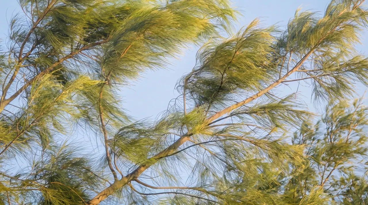 Rippling Canopy, Nature background