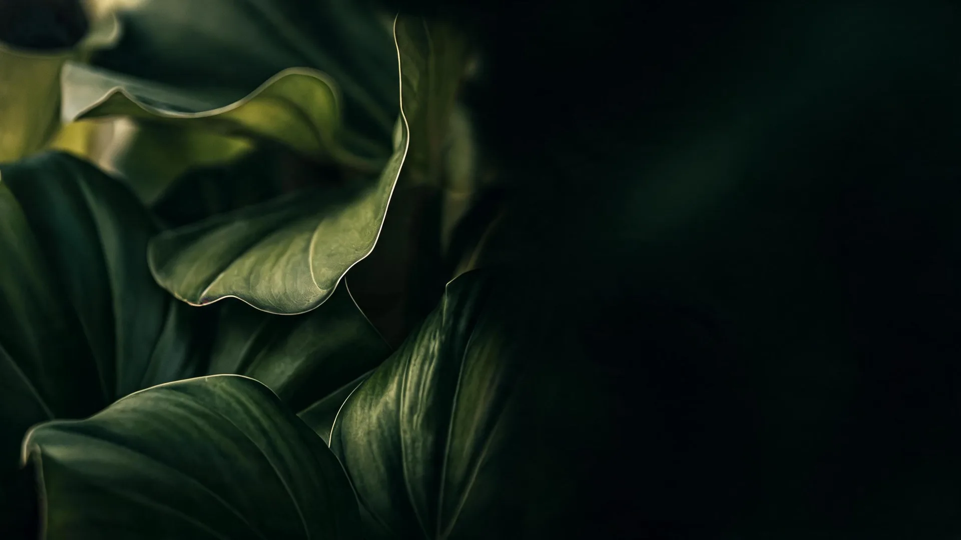 Dark Green Leaves Cyan, Nature background