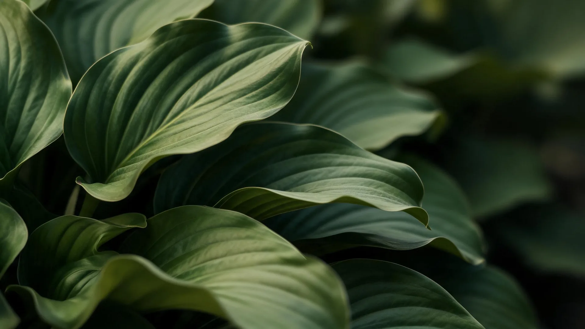 Dark Green Leaves Emerald 2, Nature background