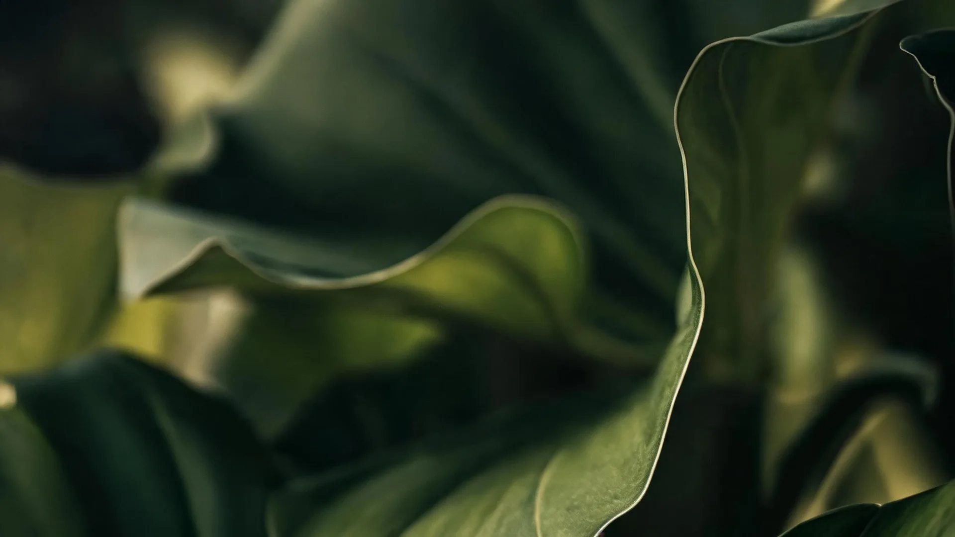Dark Green Leaves Emerald, Nature background