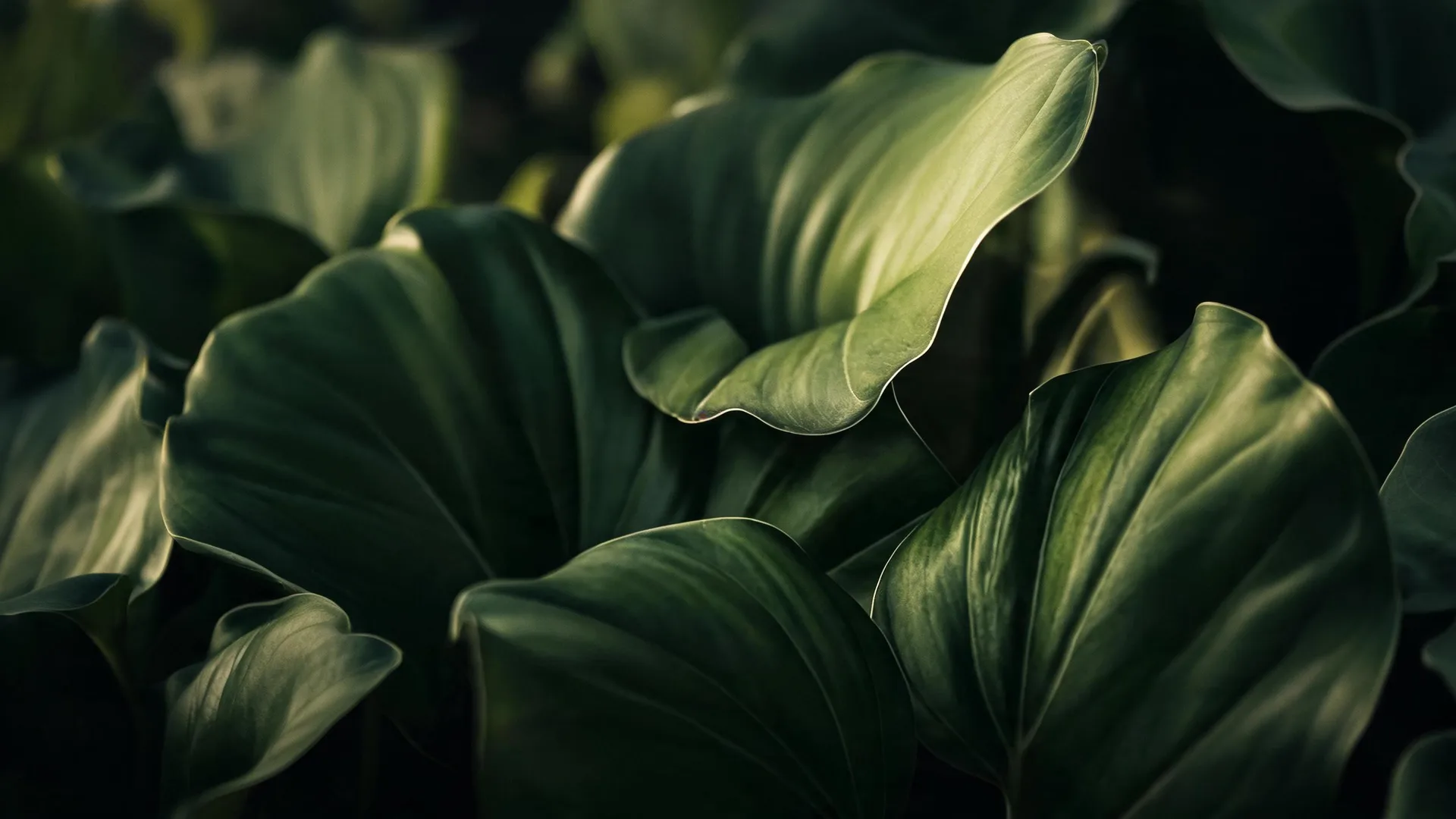Dark Green Leaves, Nature background