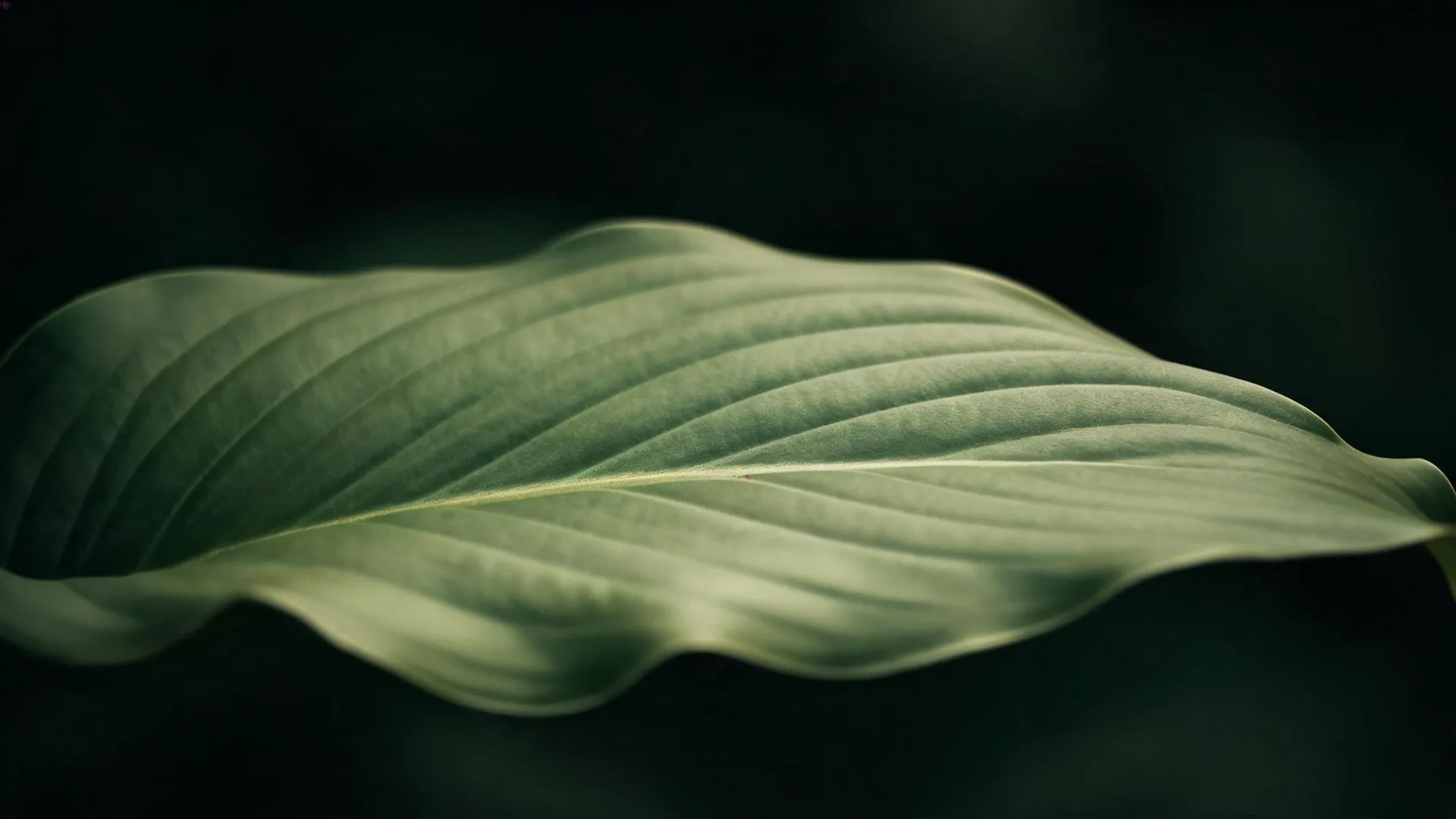 Dark Green Leaves Teal, Nature background