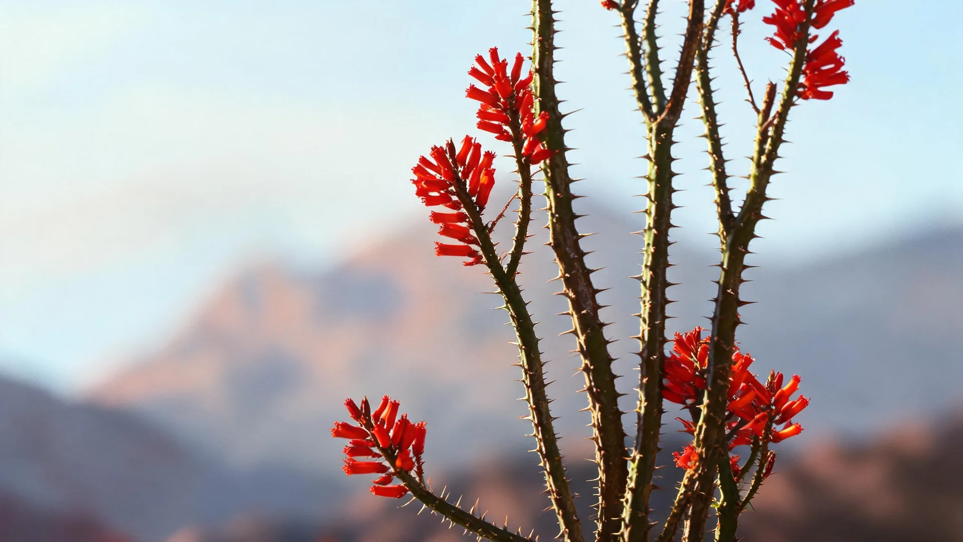 Desert Ocotillo Mountains Cyan 2, Gradients background