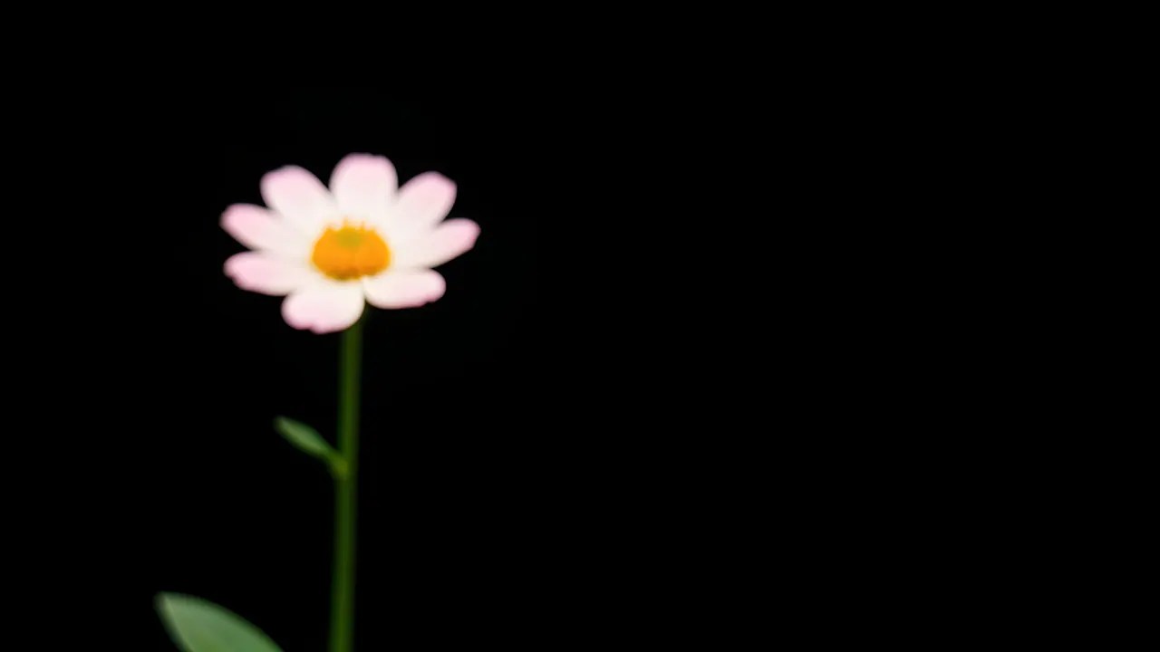 Flower on Black, Nature background