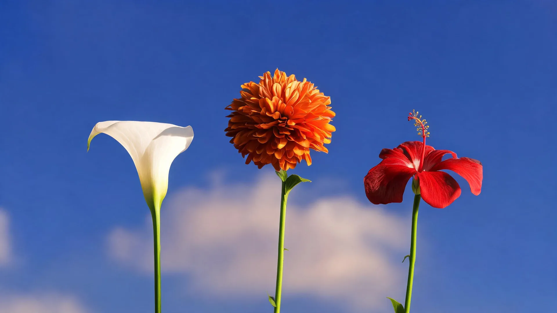 Flowers Bee Sky Azure, Nature background