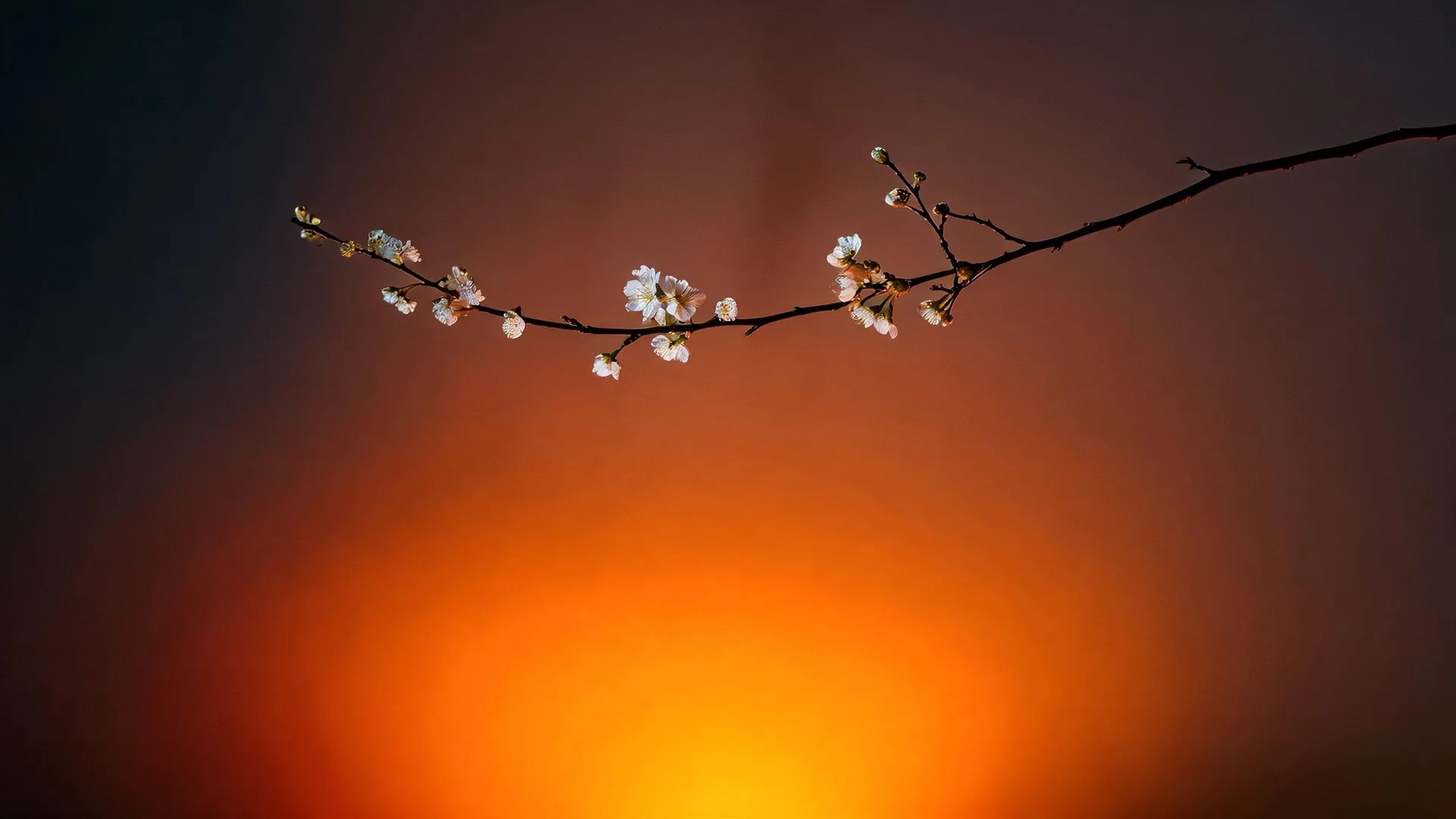 Flowers Orange Glow Ember 2, Neon background