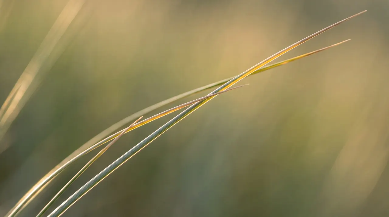 Grass 03, Nature background
