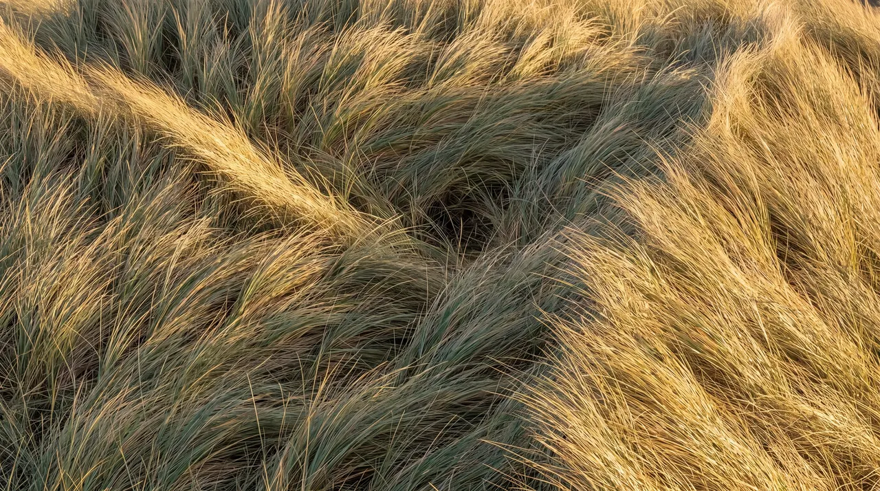 Grass 04, Nature background