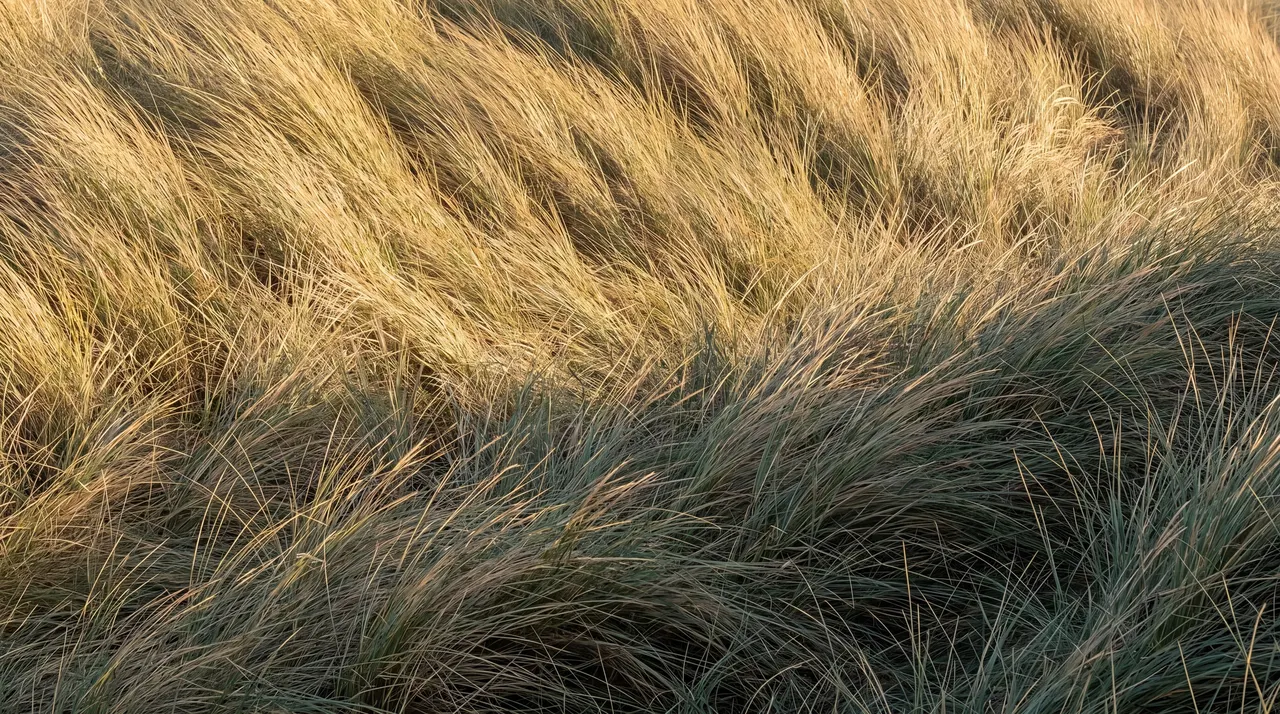 Grass 05, Nature background