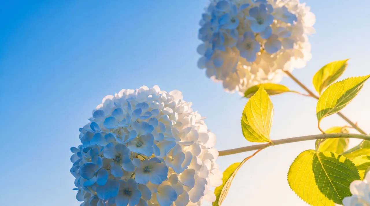 Blue Hydrangea, Nature background