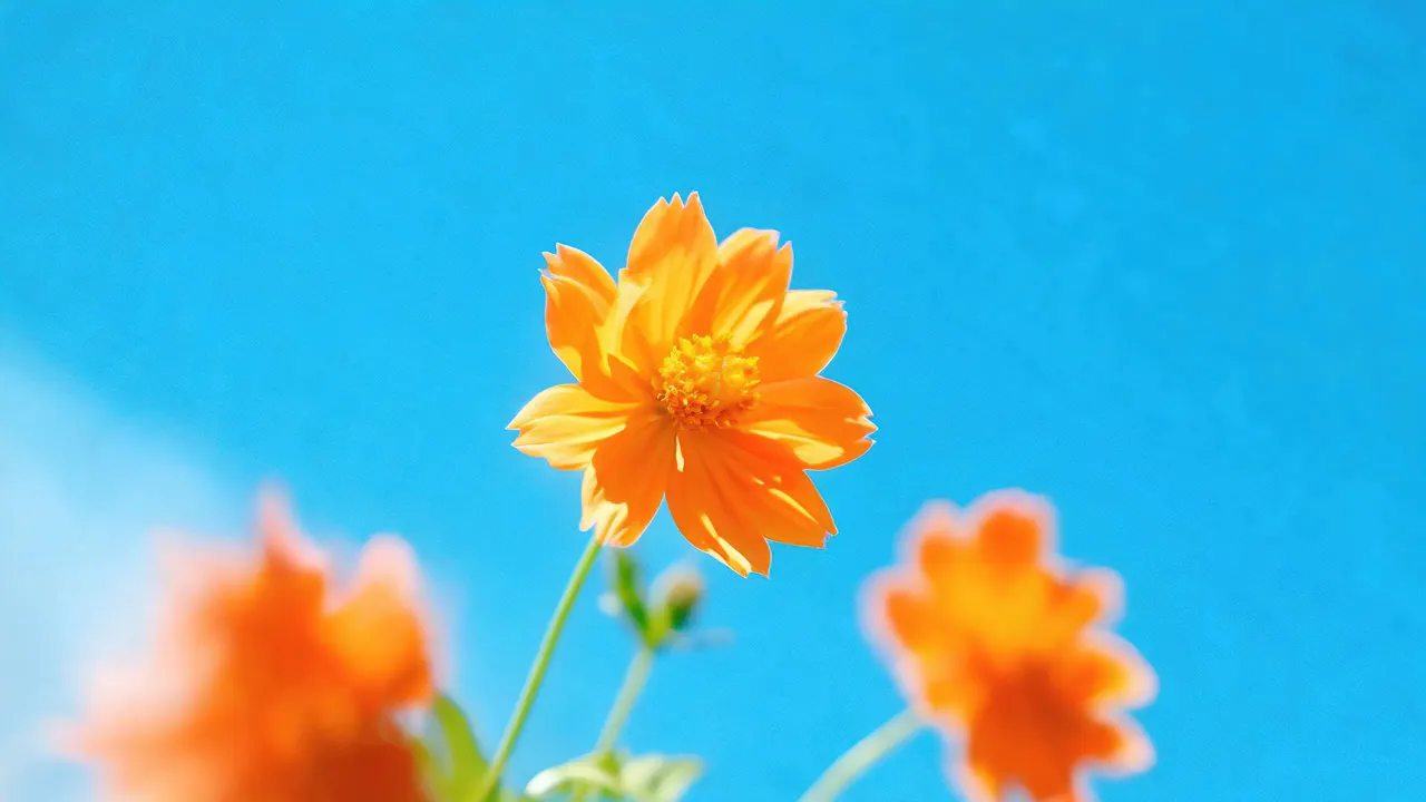 Orange Flowers Blue Cyan 2, Nature background