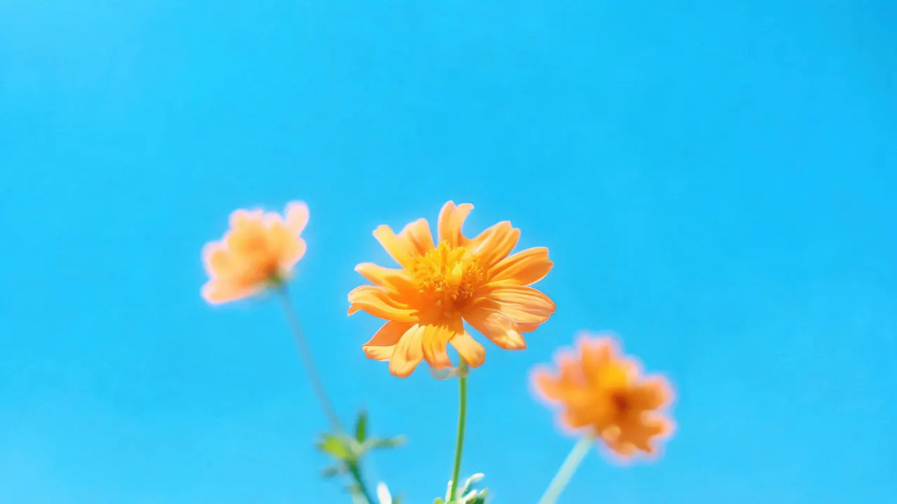 Orange Flowers Blue Cyan 3, Nature background