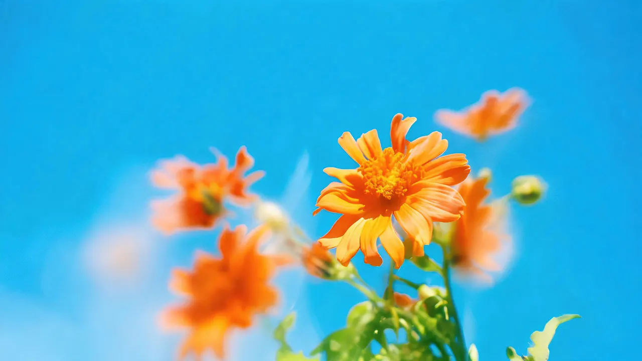 Orange Flowers Blue Cyan, Nature background