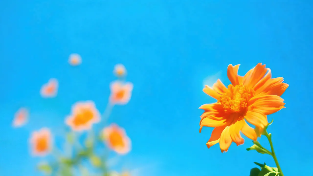 Orange Flowers Blue, Nature background