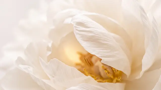 Honey Peony