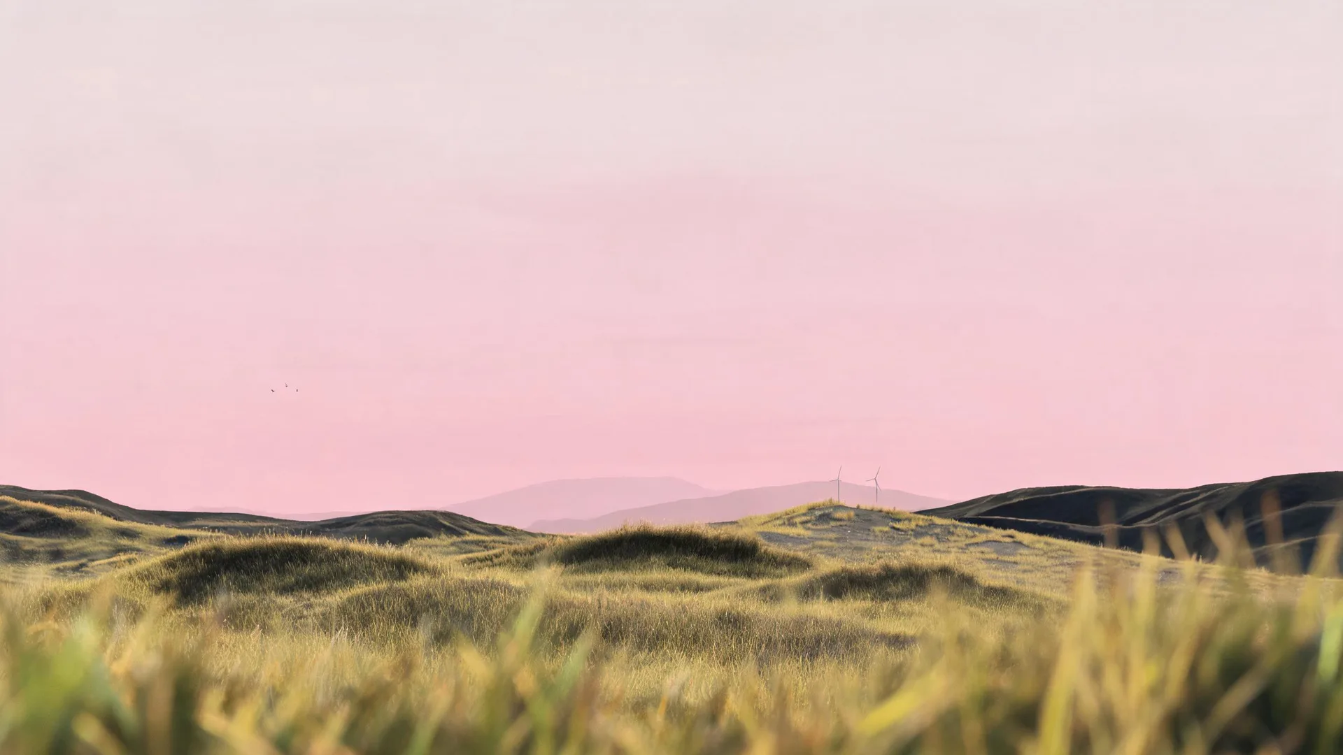 Pink Sky Grass Rose 2, Nature background