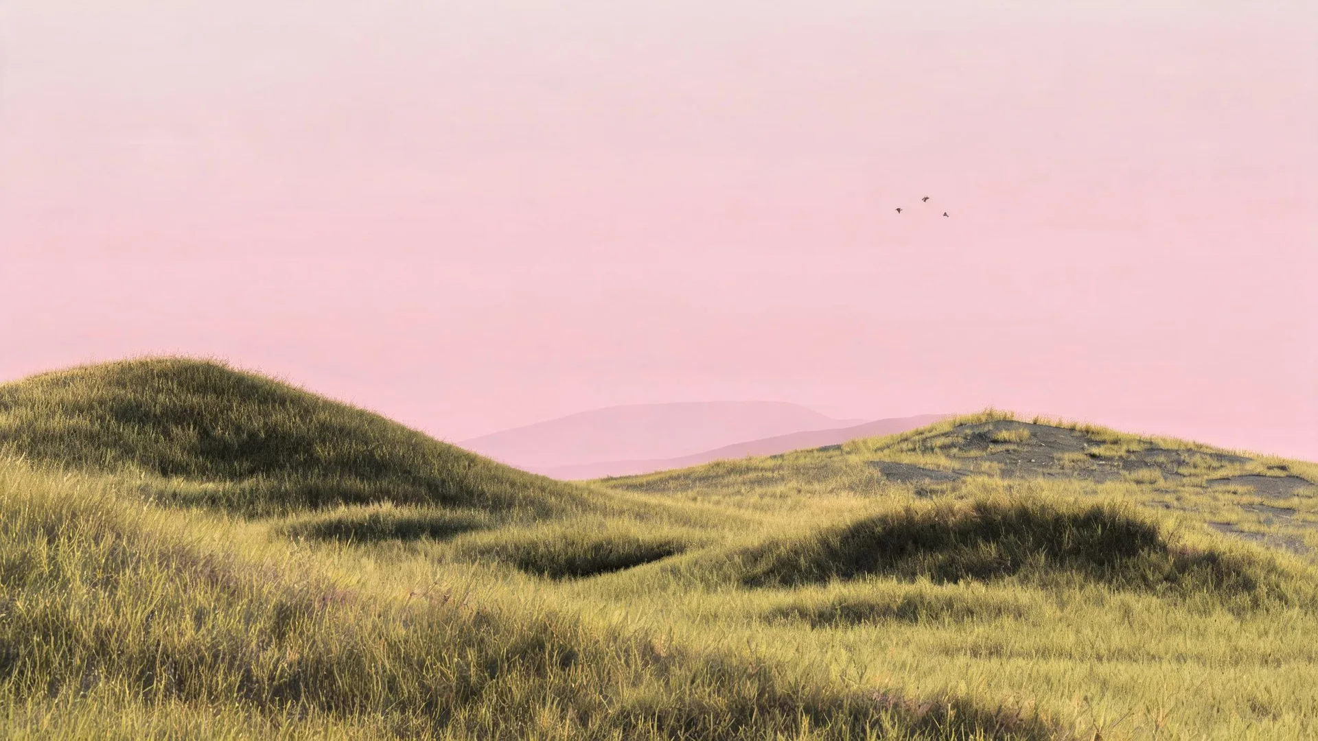 Pink Sky Grass Rose 3, Nature background