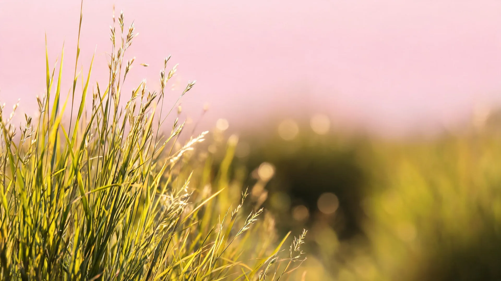 Pink Sky Grass Rose 4, Nature background