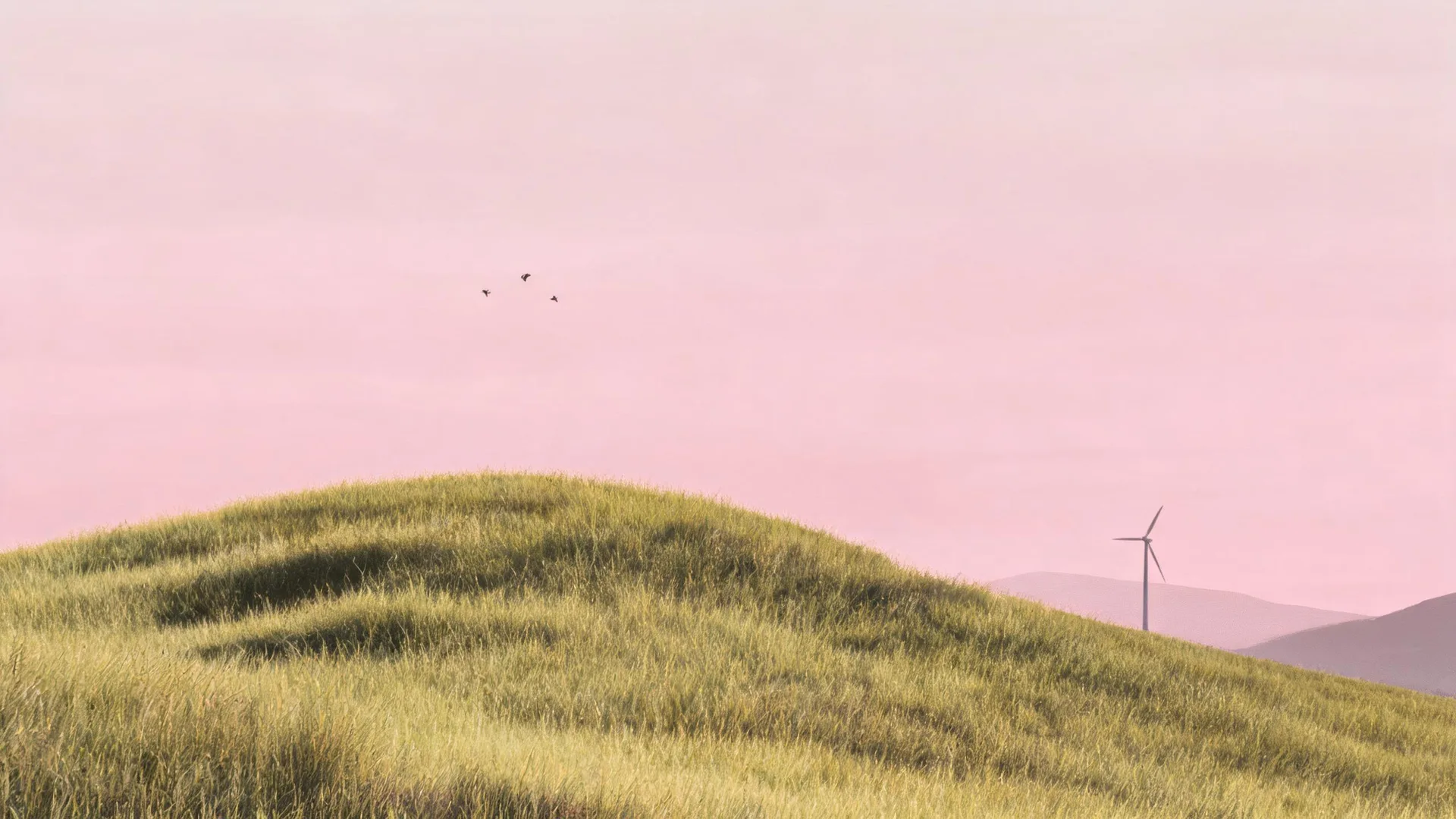 Pink Sky Grass Rose, Nature background