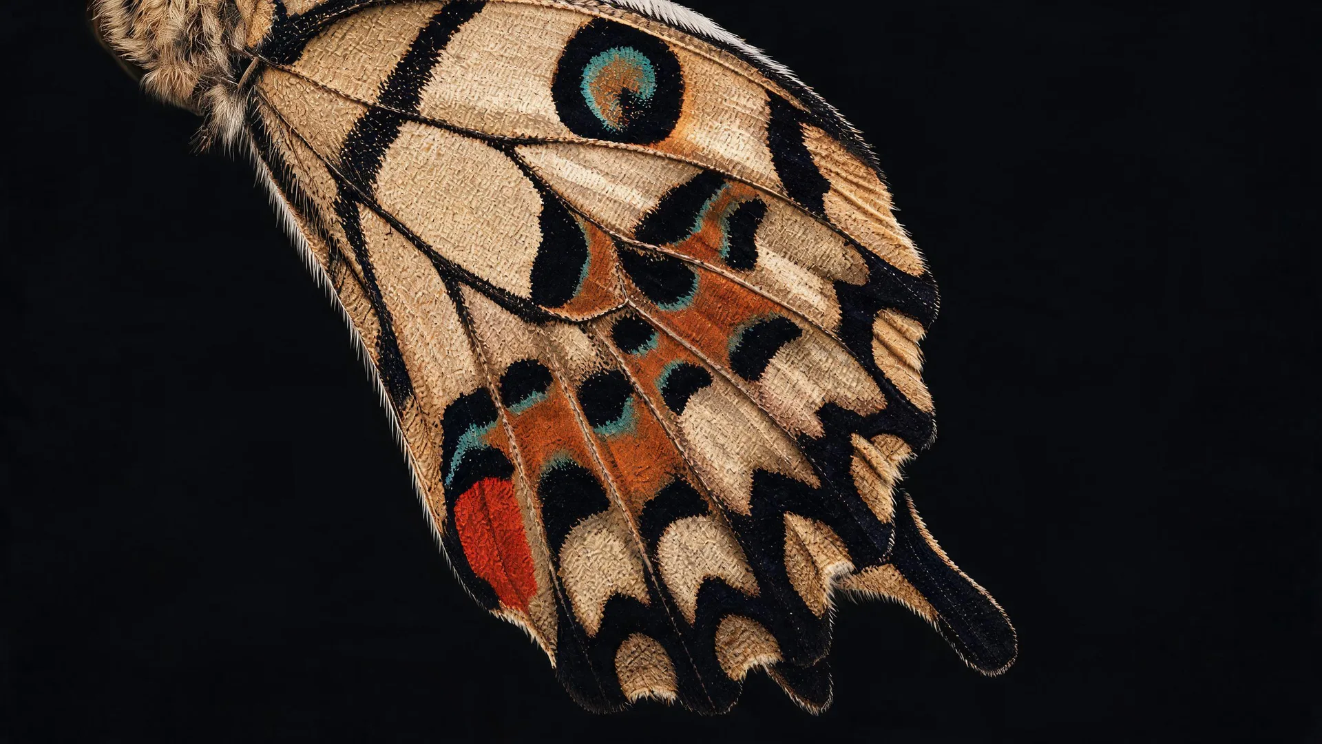 Pinned Swallowtail Black Azure 2, Cinematic background