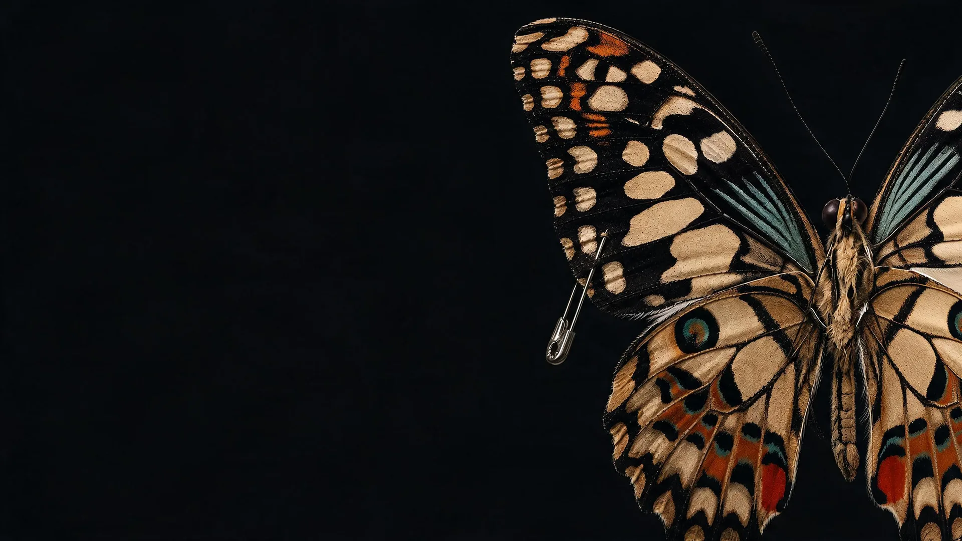 Pinned Swallowtail Black, Gradients background