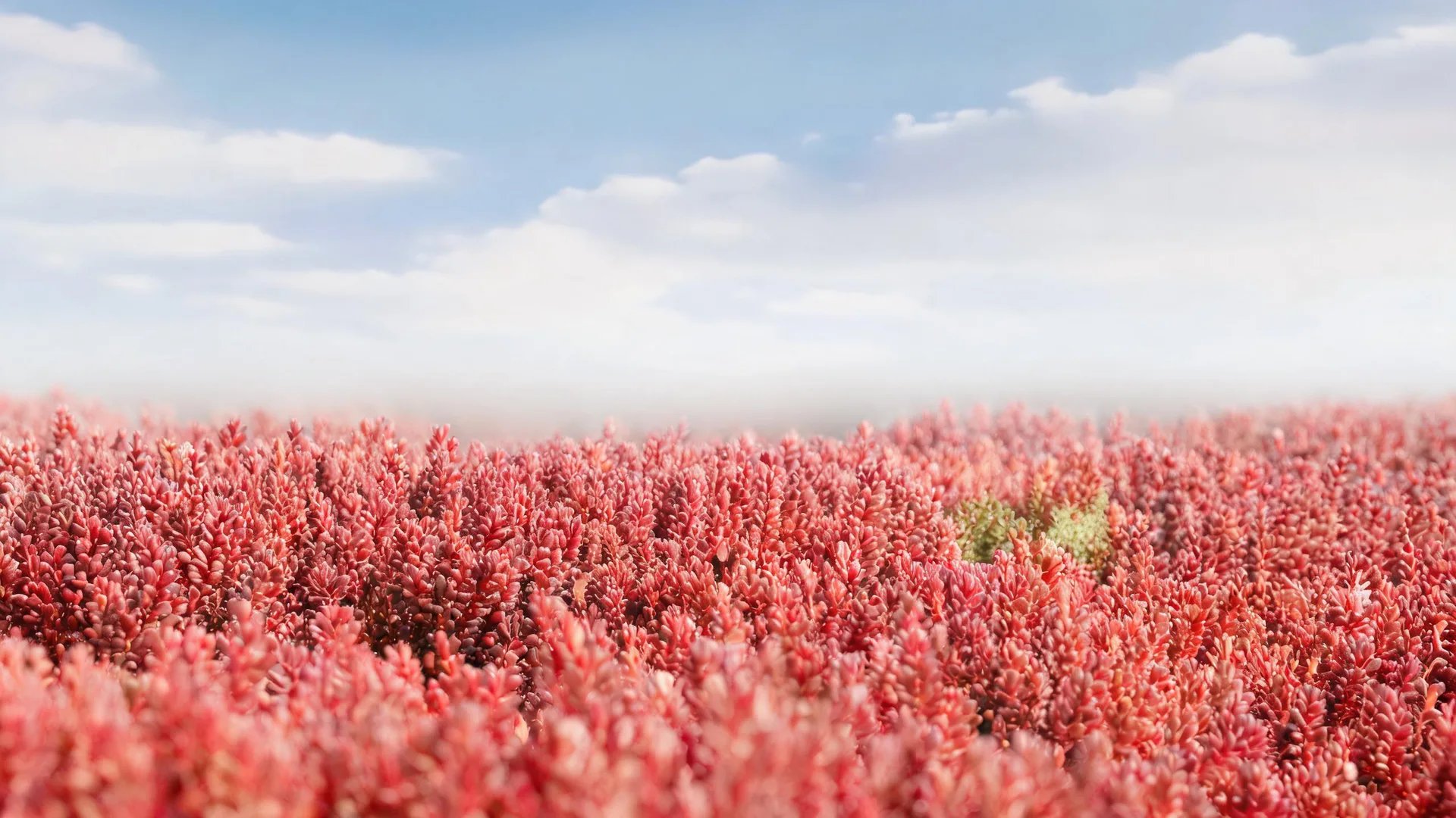 Red Marsh Stream Ivory 3, Gradients background