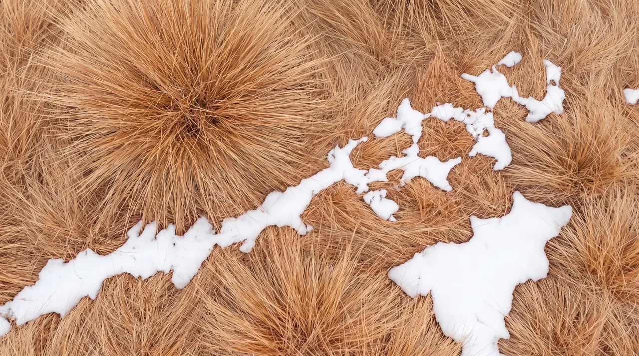 Snow Through Grass, Nature background