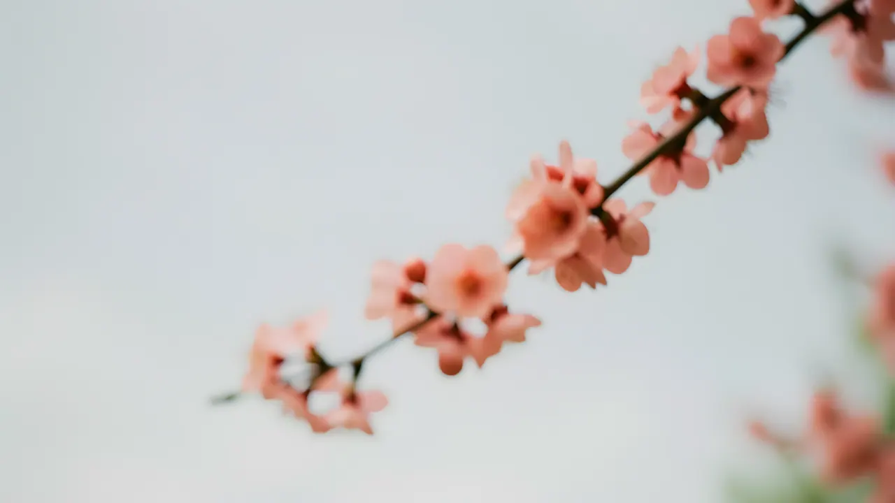 Spring Blossom, Nature background