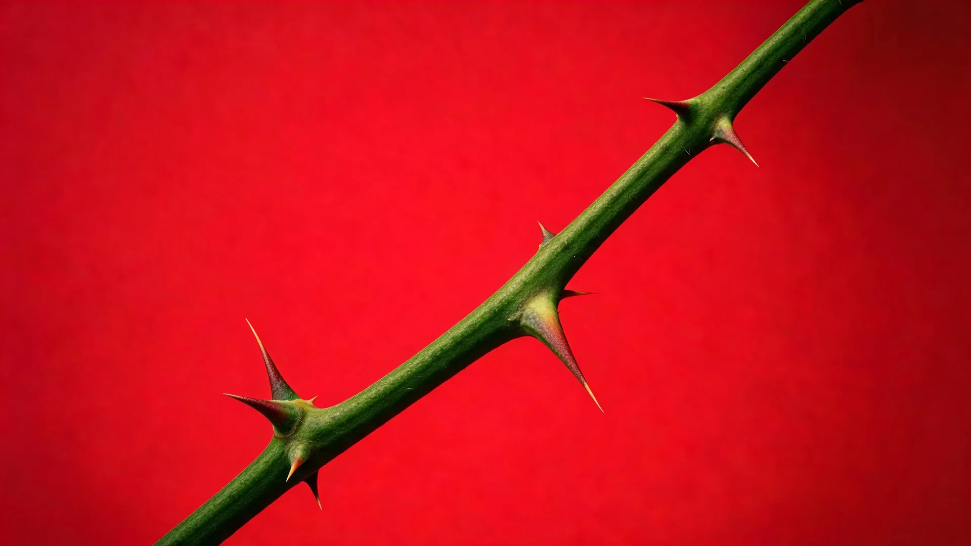 Thorny Stems Red Rose 2, Neon background