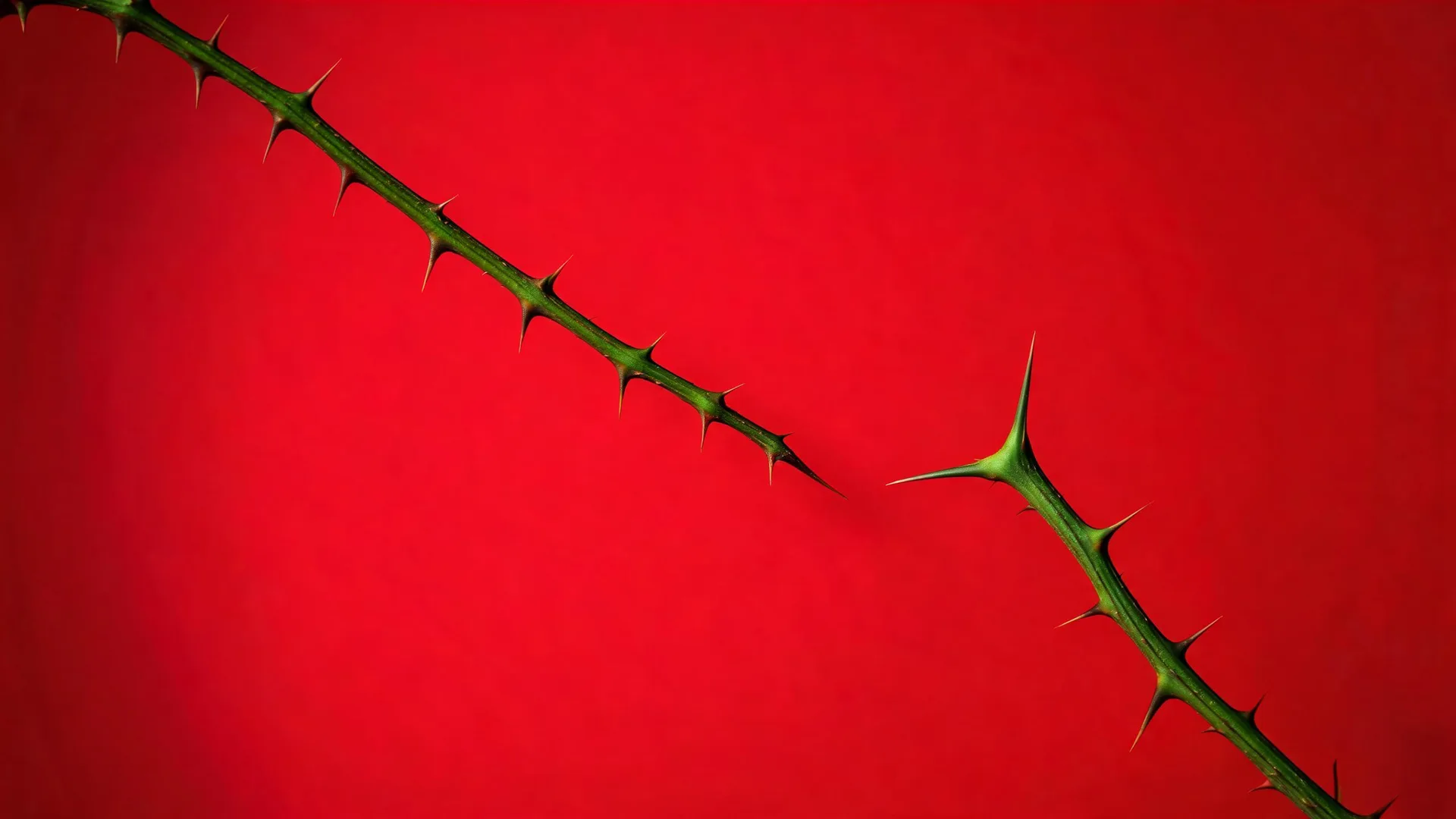 Thorny Stems Red Rose 4, Neon background