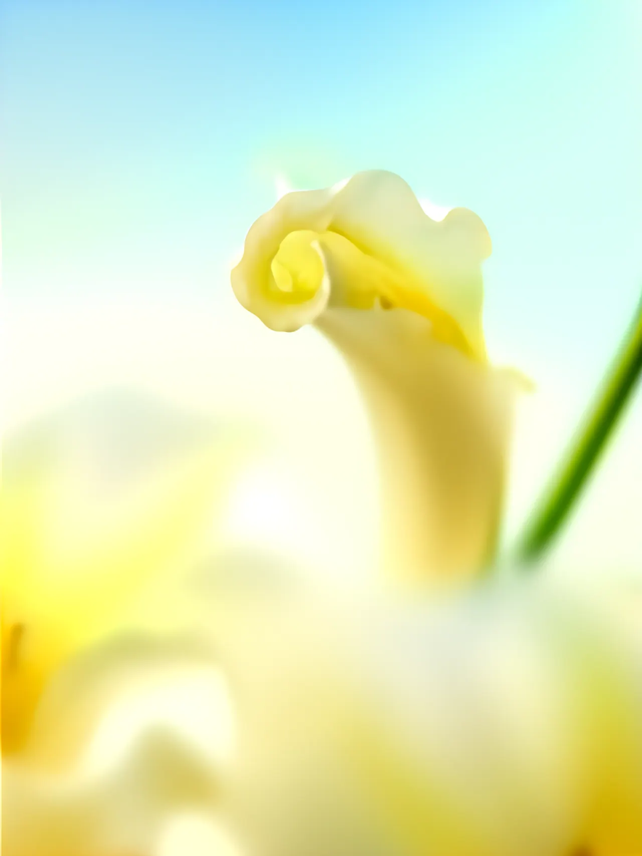 Yellow Lily, Nature background